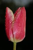 6030 Tulip (Tulipa spp)